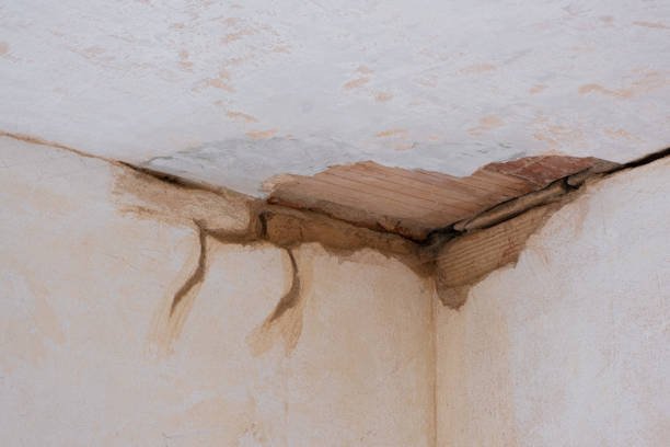 Best Mold removal after water damage  in Rainelle, WV